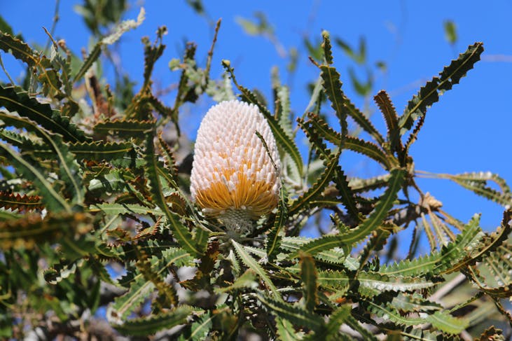 free tree giveaway sydney